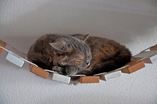 cat  lying  suspension bridge