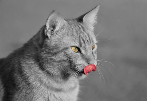 cat  black and white  licking