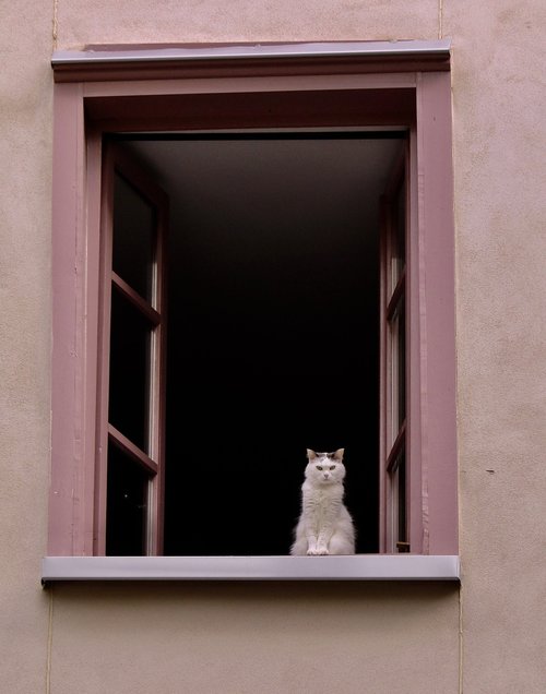 cat  window  pink