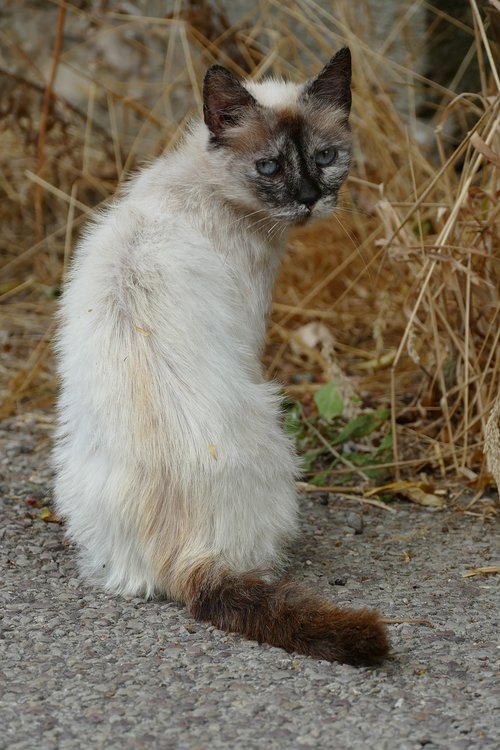 cat  mammal  pet