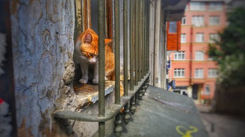 cat  window  house