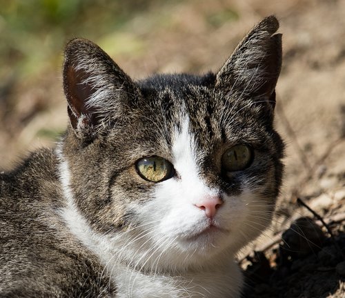 cat  domestic cat  animal