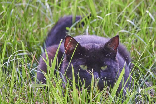 cat  field  lauer
