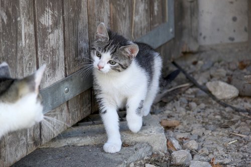 cat  kitten  play