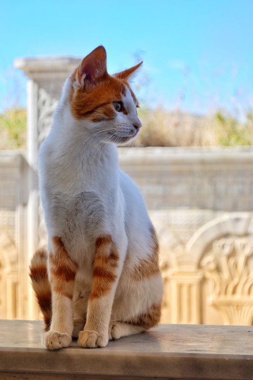 cat  animal  cat portrait