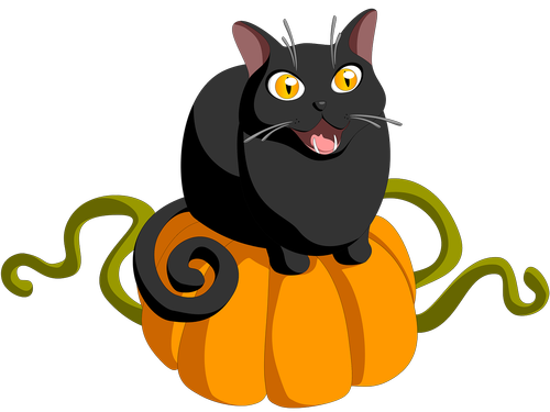 cat  pumpkin  halloween