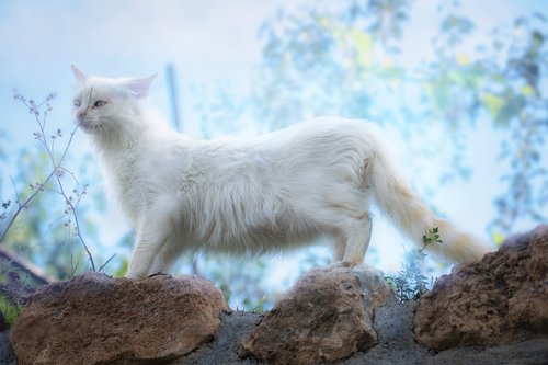 cat  white  kitten