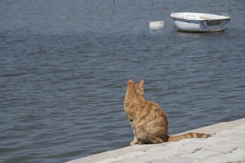 cat  sea  ocean