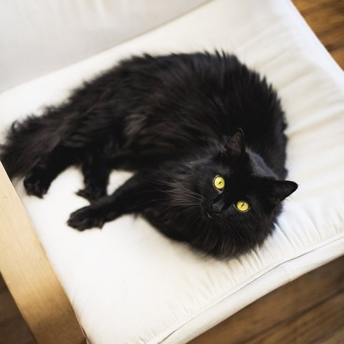 cat  black cat  pet