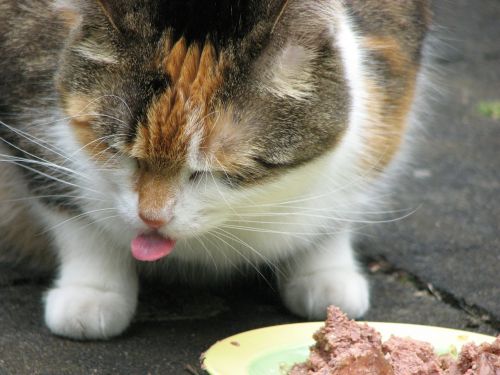 cat eat tongue