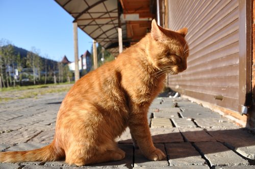 cat  sitting  redhead