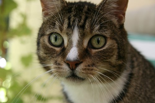cat  domestic cat  mackerel