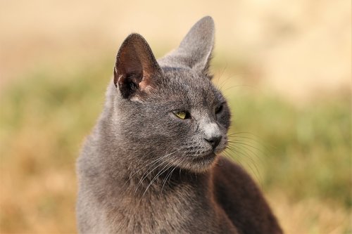 cat  grey  animal