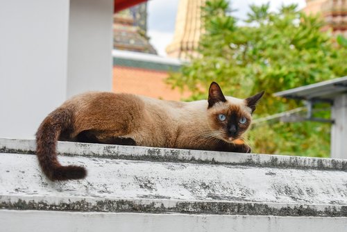 cat  cute cat  thai