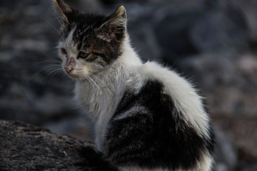 cat kitten stray cat