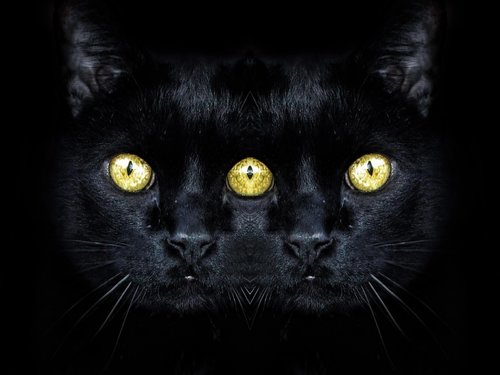 cat  black  animal