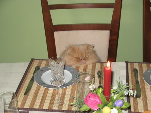 cat birthday candle