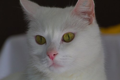 cat  white  predator