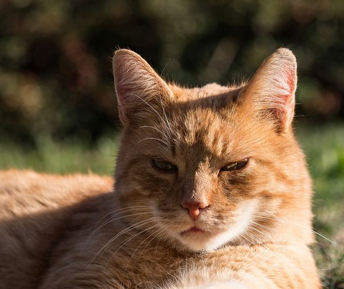 cat  domestic cat  mammal