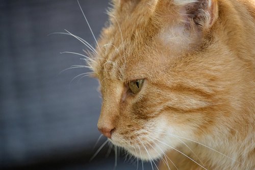 cat  domestic cat  mammal