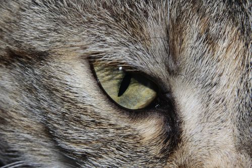 cat cat's eye close