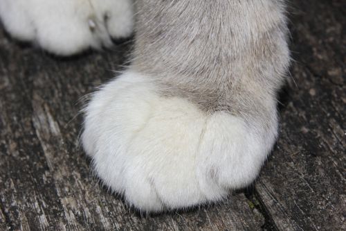 cat cat's paw occur