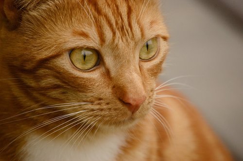 cat  orange  cute