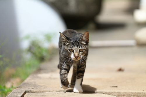 cat feline walking walking