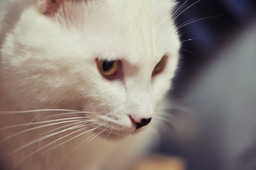 cat  beard  white