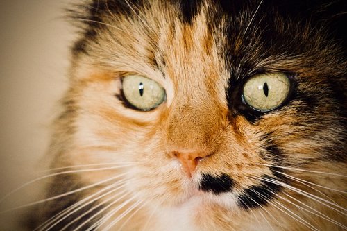 cat  cat's eye  yellow eyes