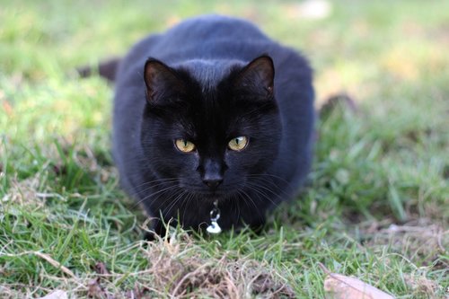 cat  black cat  black