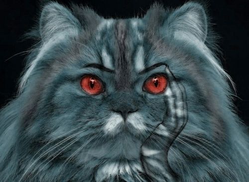 cat red eyes