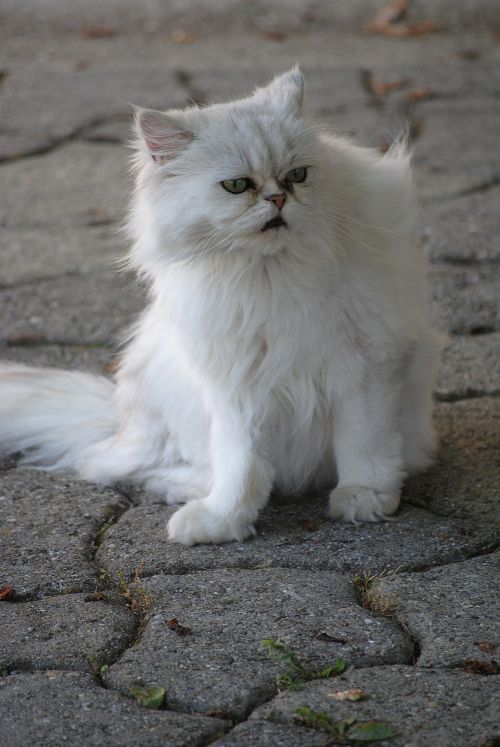 cat white animal