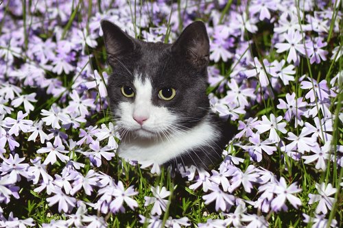 cat  domestic cat  flowers