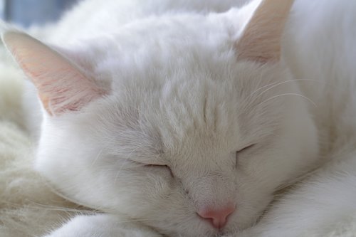 cat  white  cute