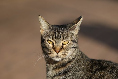 cat  close up  head