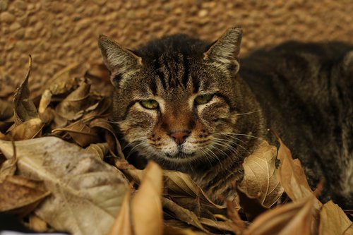 cat  close up  green eyes