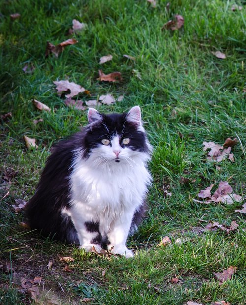 cat  maincoon  animal