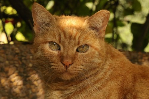 cat  face  close up