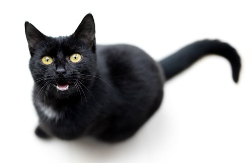 cat  black  meow