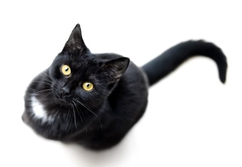 cat  black  isolated