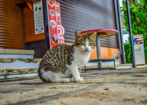 cat  stray  street