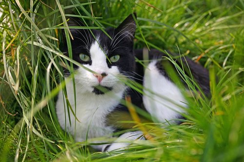 cat  grass  animal