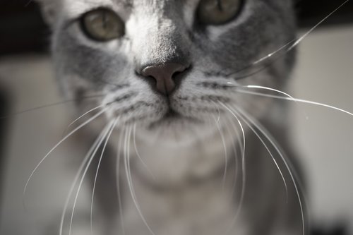 cat  animals  portrait