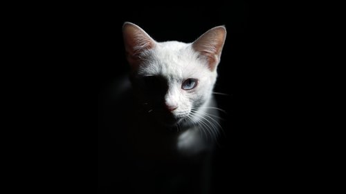 cat  white cat  fur