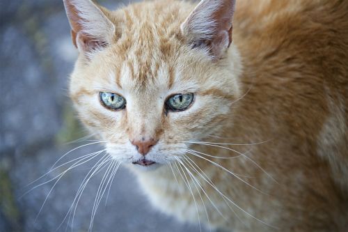 cat cat's eyes cat portrait