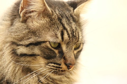 cat  close up  portrait