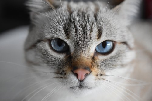 cat  animal  blue eyes