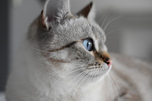 cat  animal  blue eyes