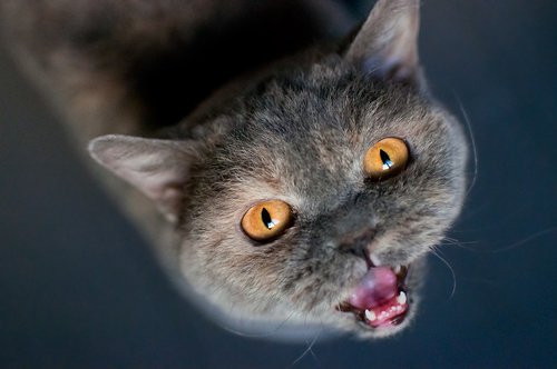 cat  british shorthair  meow